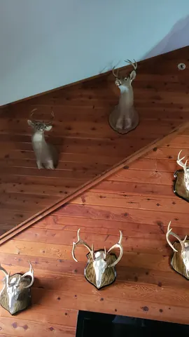 Completed wall hanging installation for custom home trophy display