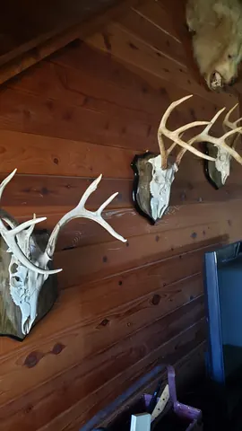 Unmounted trophy displays ready for custom installation hardware